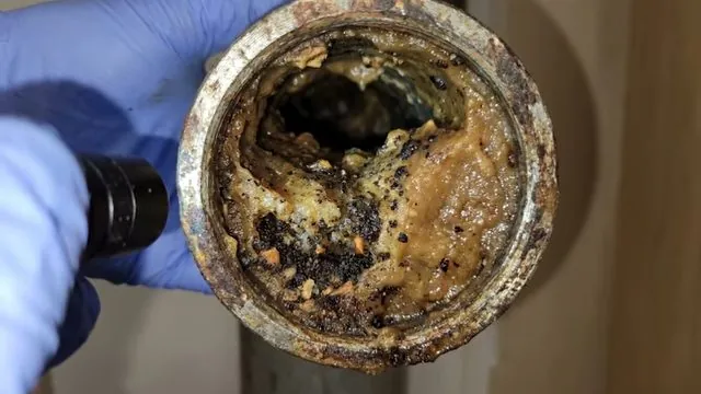 Hair and debris pulled out of a drain trap